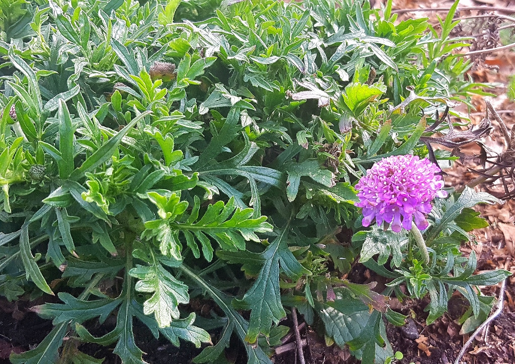 Skabiose, Scabiosa, Tauben-Skabiose, Scabiosa columbaria