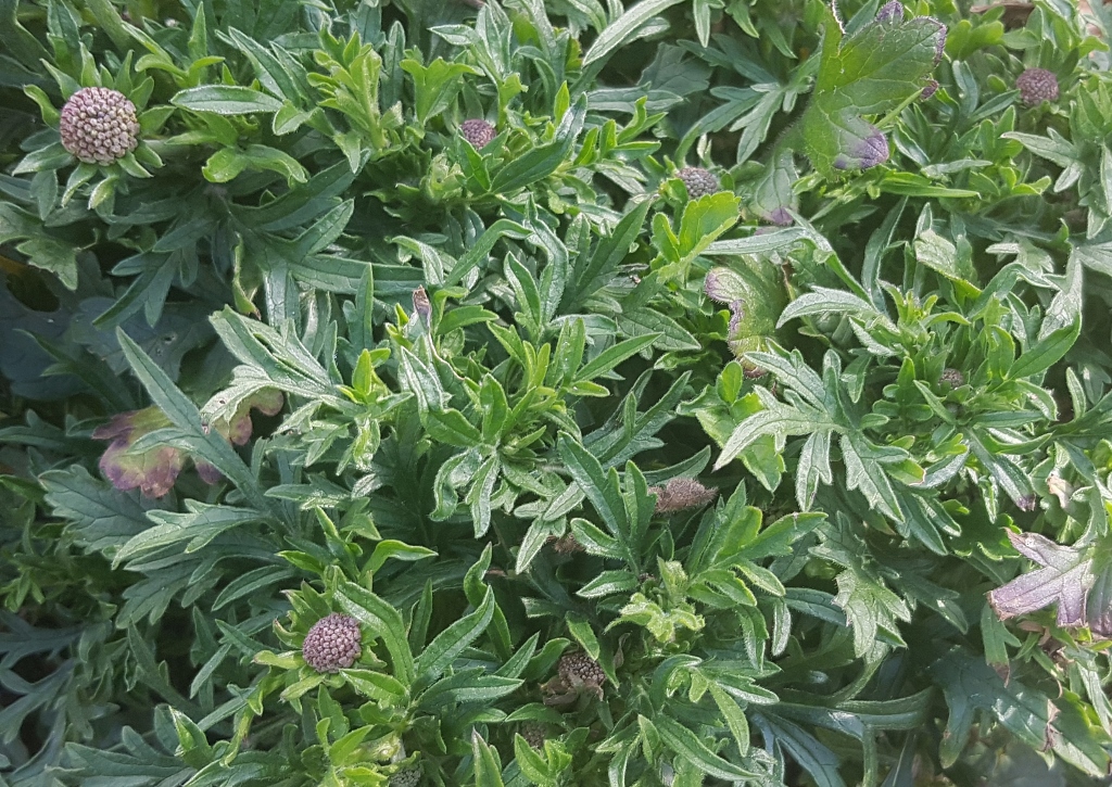 Skabiose, Scabiosa, Tauben-Skabiose, Scabiosa columbaria