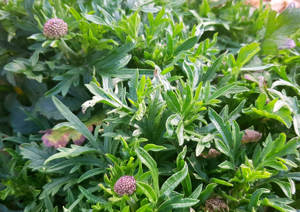 Skabiose, Scabiosa, Tauben-Skabiose, Scabiosa columbaria