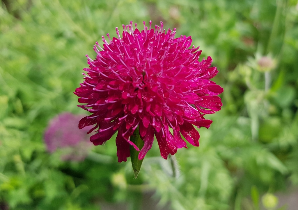 Knautie, Witwenblume, Mazedonische Witwenblume, Knautia, Knautie macedonica