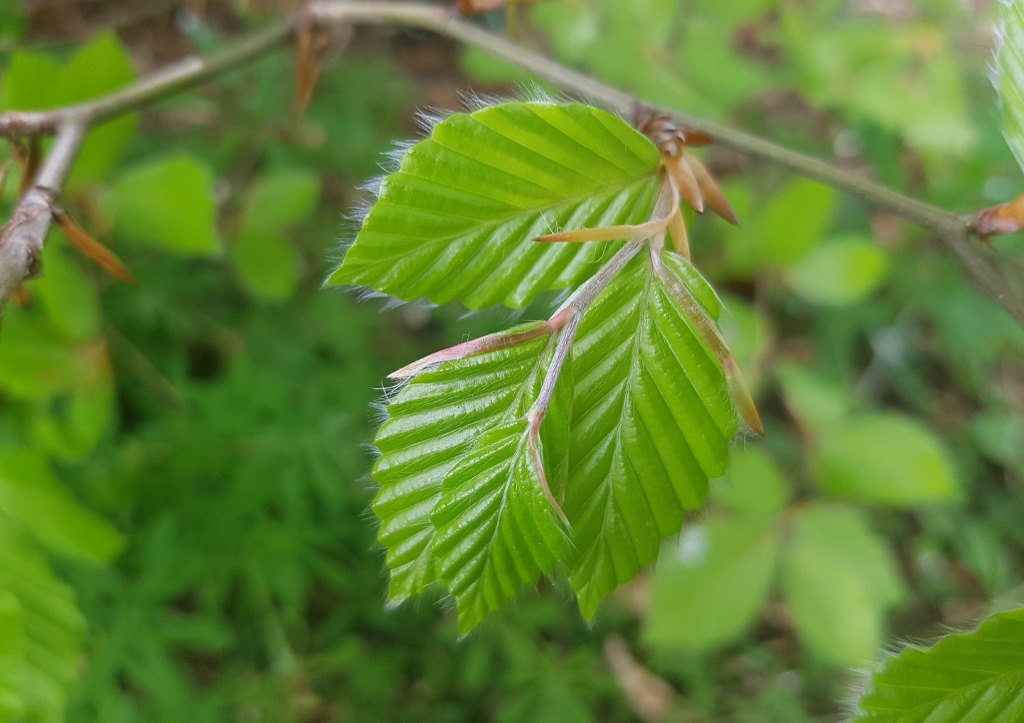 Haselnuss, Hasel, Gemeine Hasel, Corylus avellana