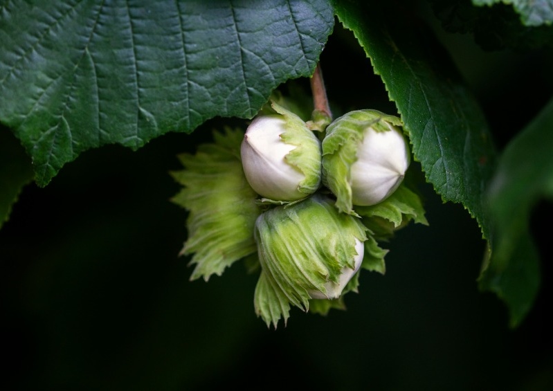 Hasel, Haselnuss, Haselnüsse, Corylus, Corylus avellana