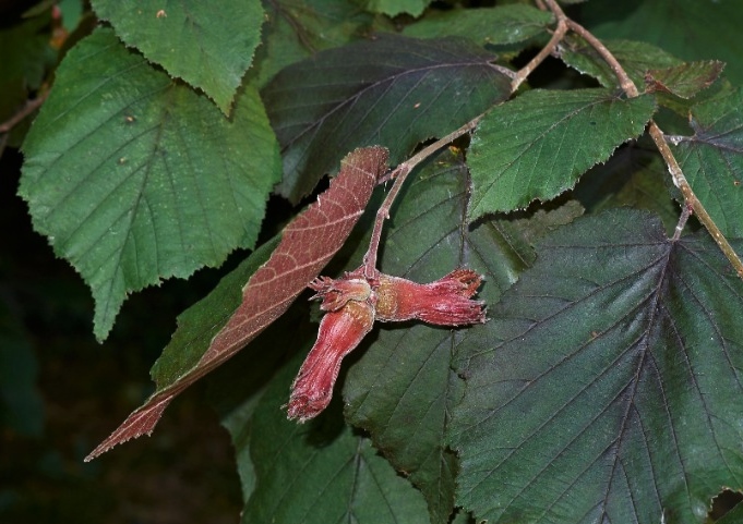 Hasel, Haselnuss, Haselnüsse, Lambertshasel, Corylus, Corylus maxima