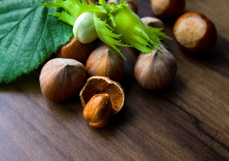 Hasel, Haselnuss, Haselnüsse, Corylus, Corylus avellana