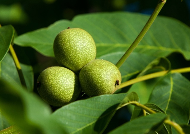 Walnuss, Walnüsse, Walnussbaum, Echte Walnuss, Juglans, Juglans regia, Walnussbaum schneiden