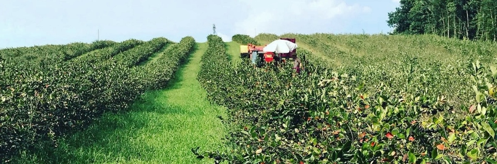 Aronia, Aroniabeeren, Aronia-Plantage, Aronia vom Langlebenhof