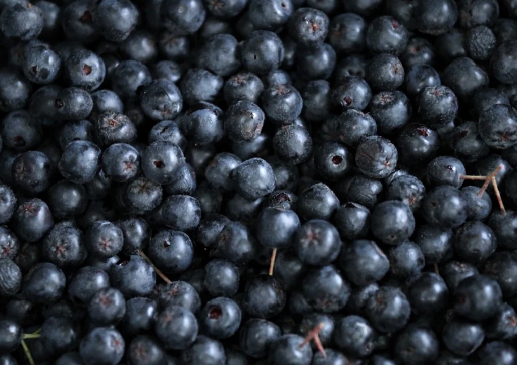 Aronia, Aroniabeere, Aroniabeeren, Apfelbeere, Schwarze Apfelbeere, Aronia melanocarpa, Aroniabeeren vom Langlebenhof