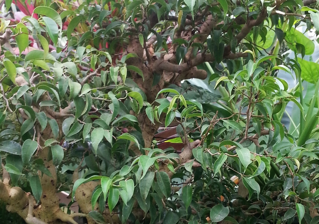 Feige, Ficus, Chinesische Feige, Ficus microcarpa