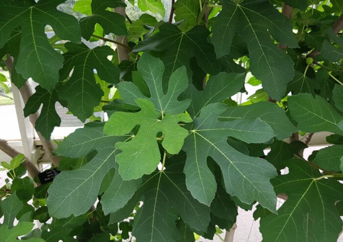 Feige, Ficus, Echte Feige, Ficus carica, Feigenbaum