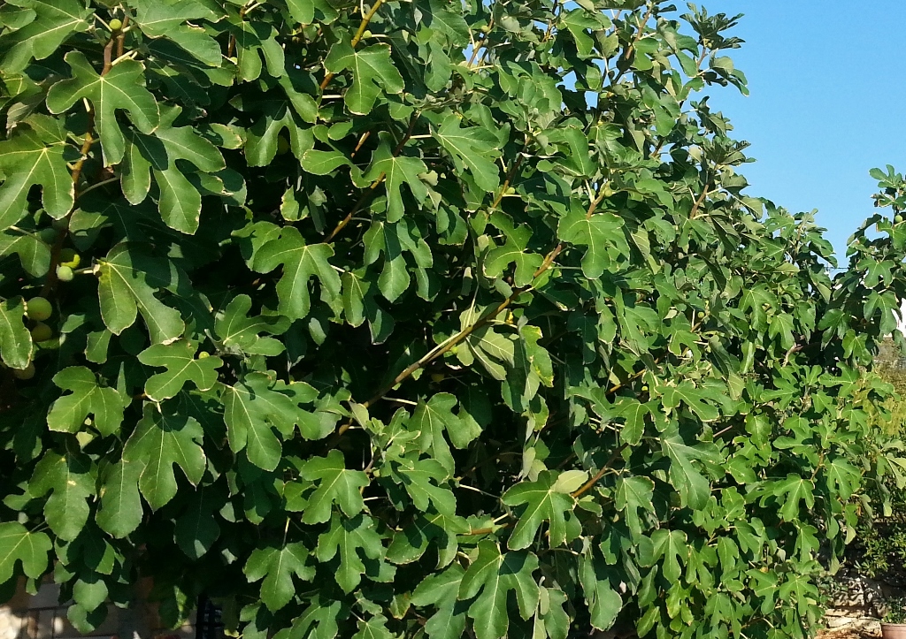 Feige, Ficus, Echte Feige, Ficus carica, Feigenbaum
