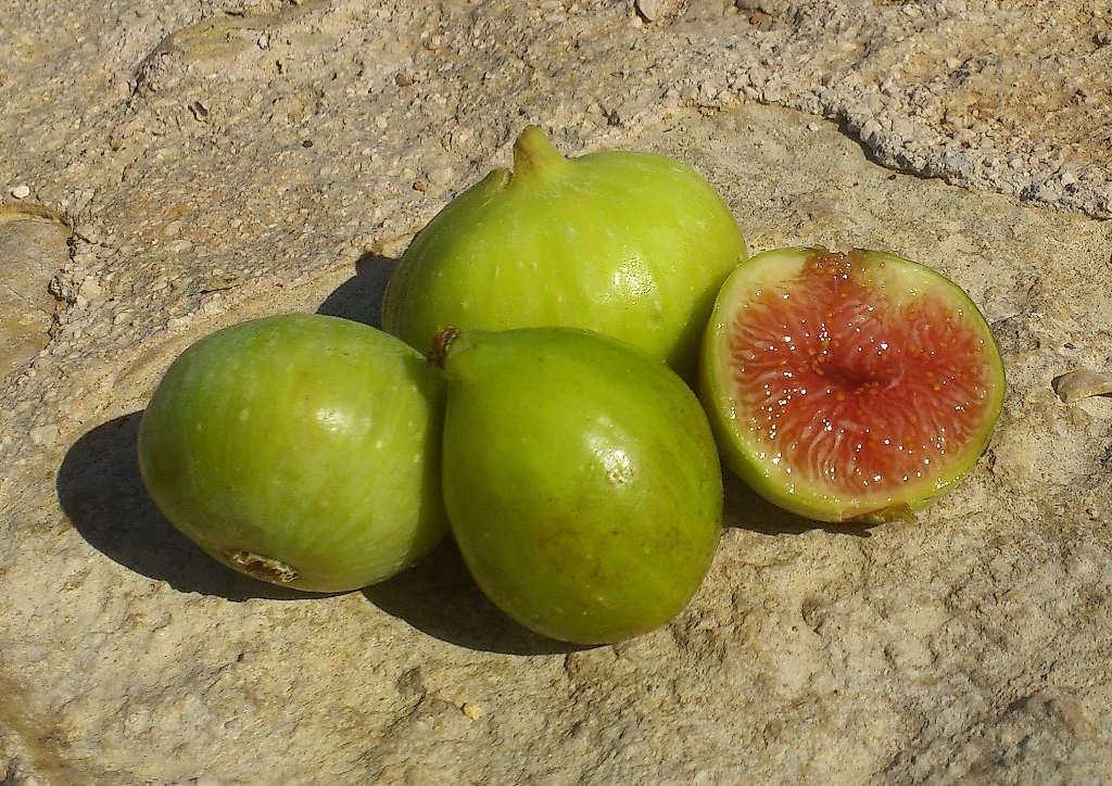 Feige, Ficus, Echte Feige, Ficus carica, Feigenbaum, grüne Feige, Precoce de Dalmatie