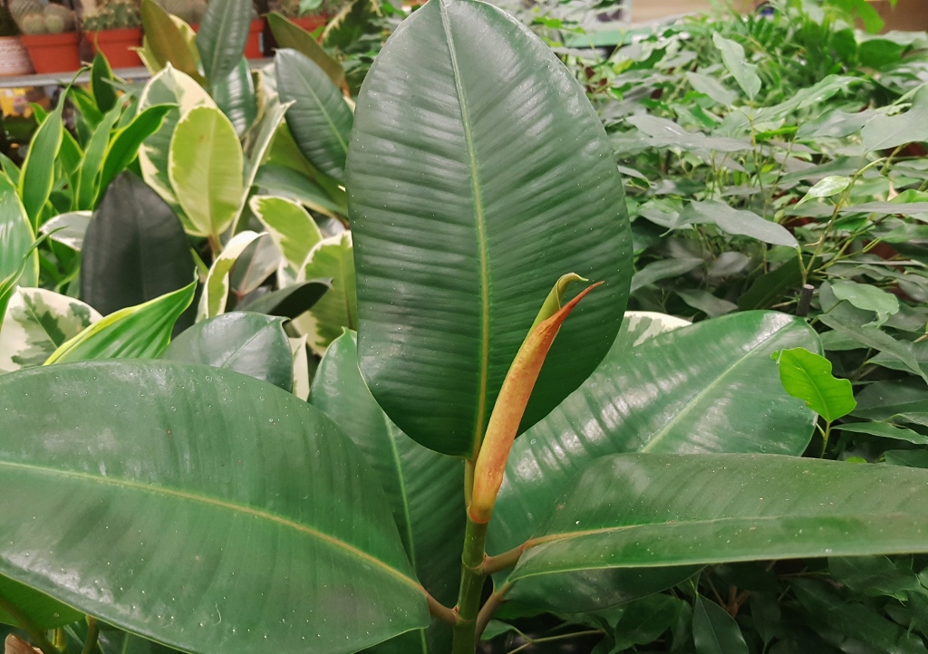 Feige, Ficus, Gummibaum, Kautschuk, Ficus elastica
