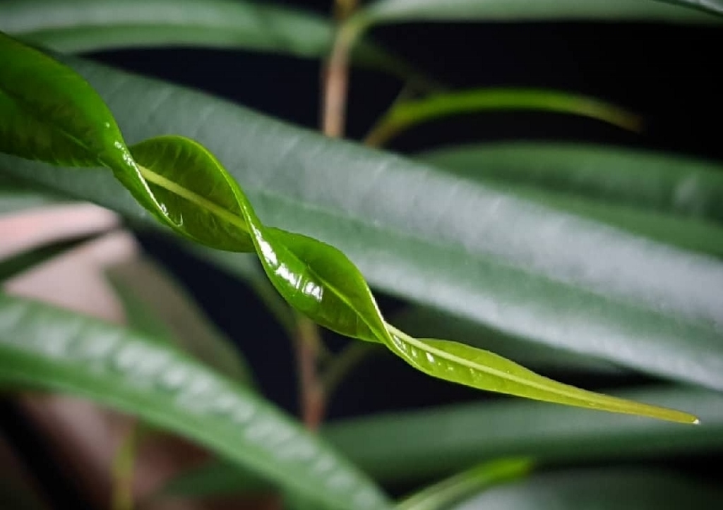 Feige, Ficus, Langblättrige Feige, Ficus binnendiijkii
