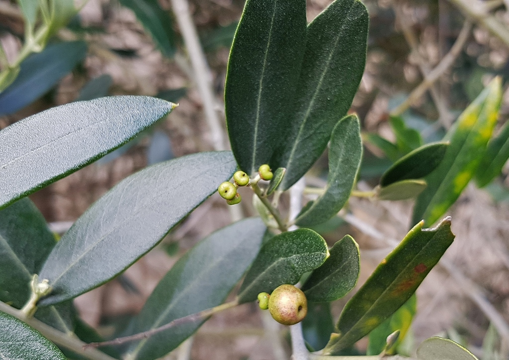 Olivenbaum, Olive, Ölbaum, Echter Ölbaum, Olea, Olea europaea Oliven, grüne Oliven