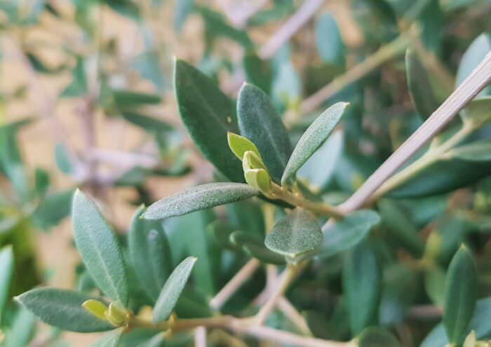 Olivenbaum, Olive, Ölbaum, Echter Ölbaum, Olea, Olea europaea