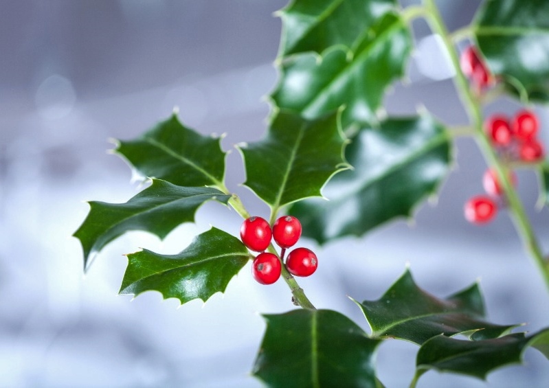 Stechpalme, Ilex, Europäische Stechpalme, Ilex aquifolium