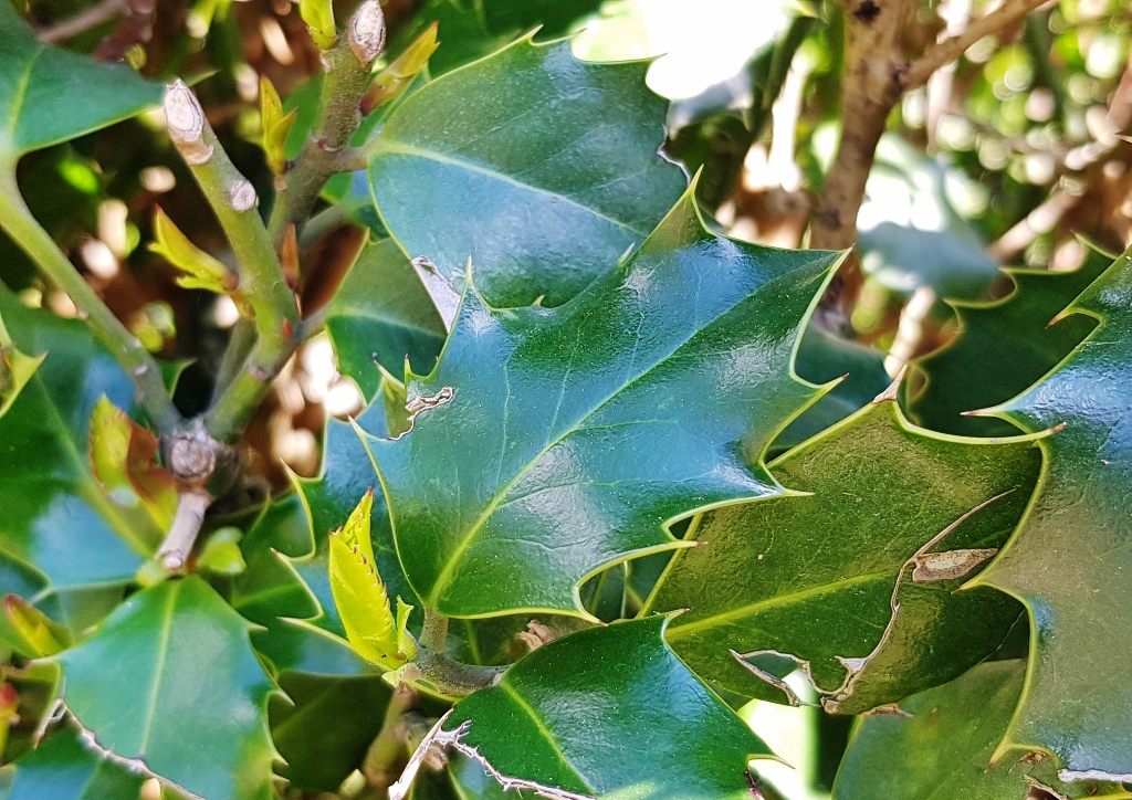Stechpalme, Ilex, Europäische Stechpalme, Ilex aquifolium