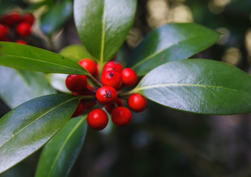 Stechpalme, Stechpalmen, Chinesische Stechpalme, Ilex, Ilex cornuta