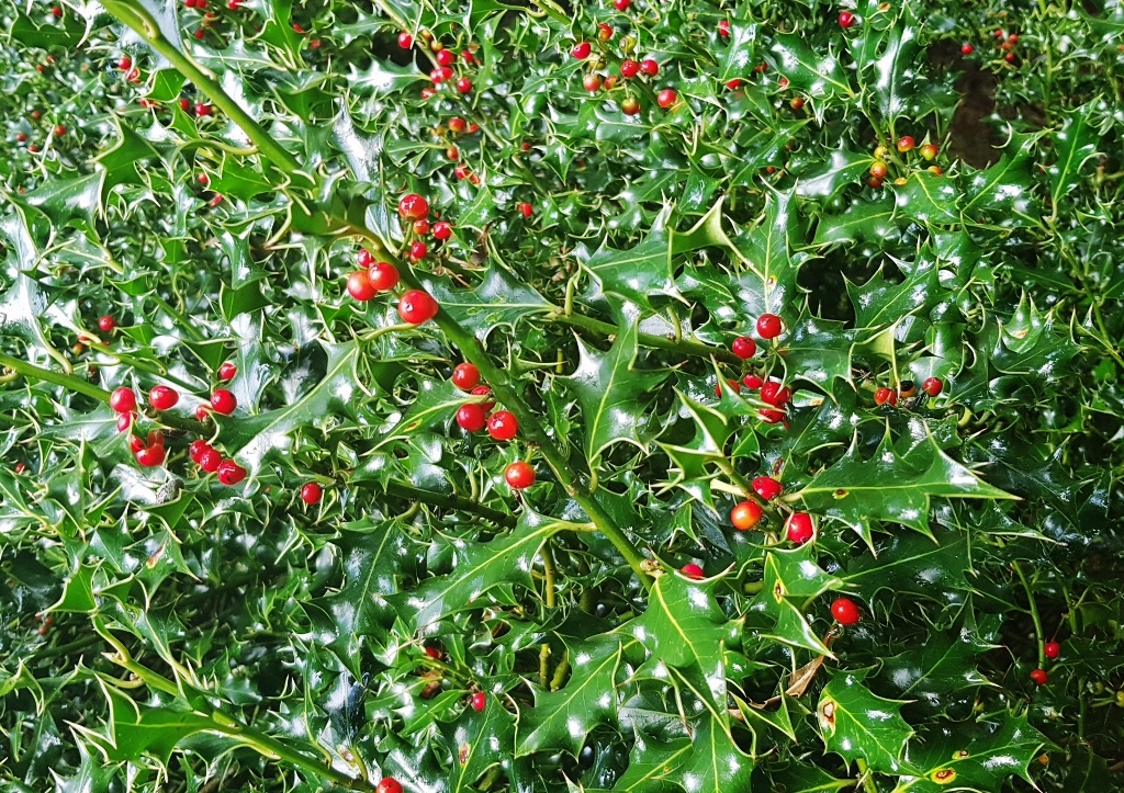 Stechpalme pflanzen, Stechpalme, Ilex, Europäische Stechpalme, Ilex aquifolium