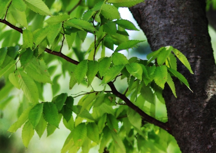 Zelkove, Zelkova, Japanische Zelkove, Zelkova serrata