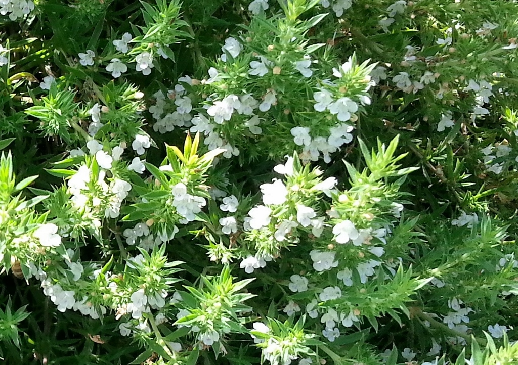 Bohnenkraut, Winterbohnenkraut, Saturej, Satureja, Satureja montana, Berg-Bohnenkraut, Kräuter der Provence