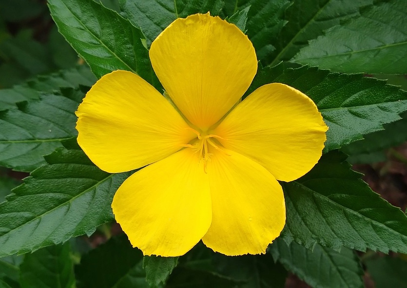 Damiana, Turnera diffusa, Damianakräuter