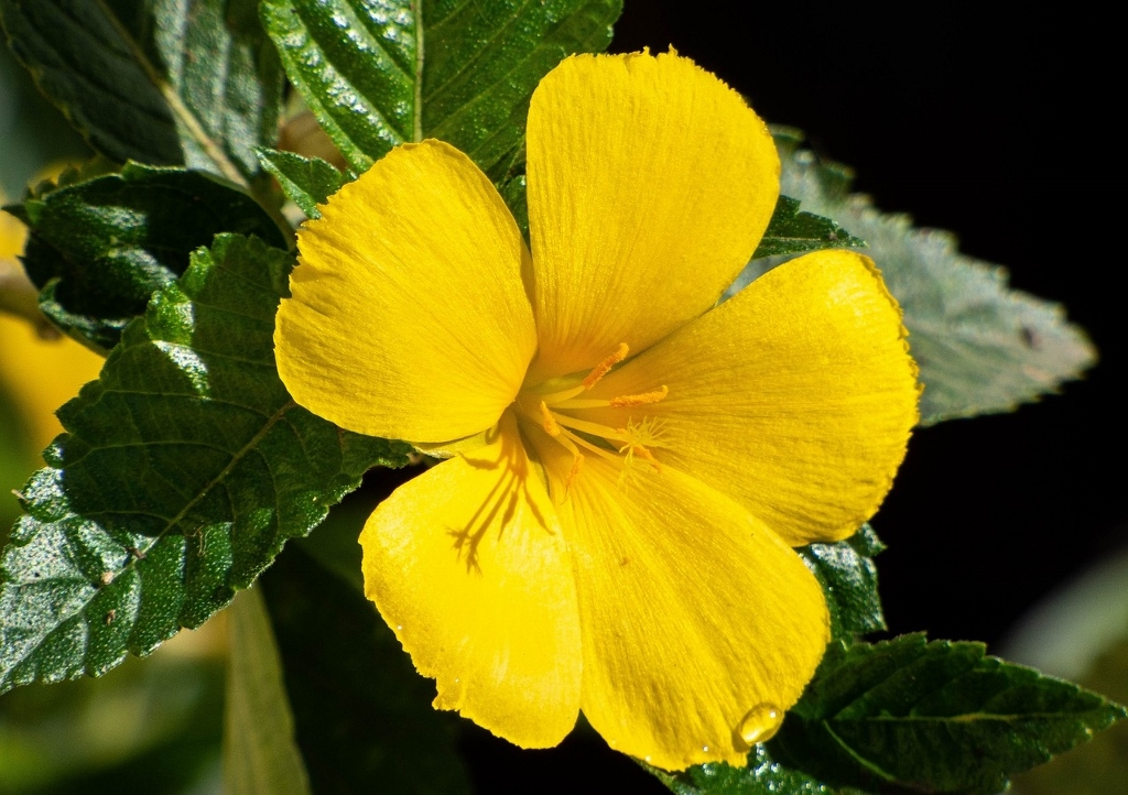 Damiana, Turnera diffusa, Damianakräuter