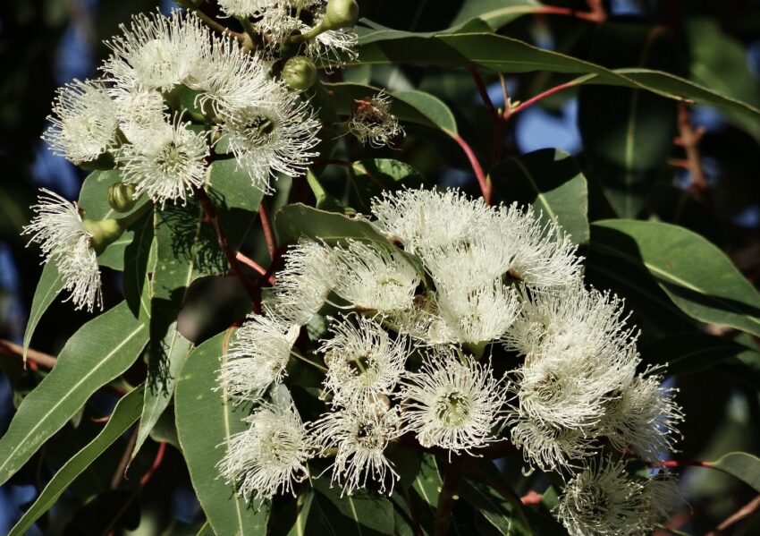 Eukalyptus, Eucalyptus, Eukalyptusbaum, Blauer Eukalyptus, Eucalyptus globulus