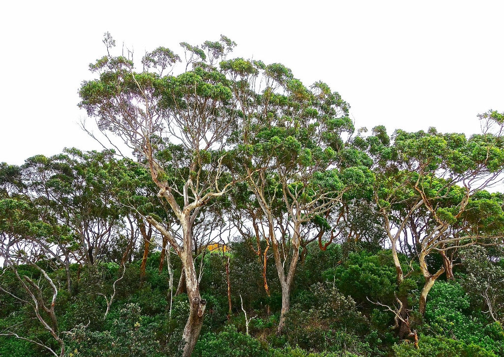 Eukalyptus, Eucalyptus, Eukalyptusbaum, Blauer Eukalyptus, Eucalyptus globulus