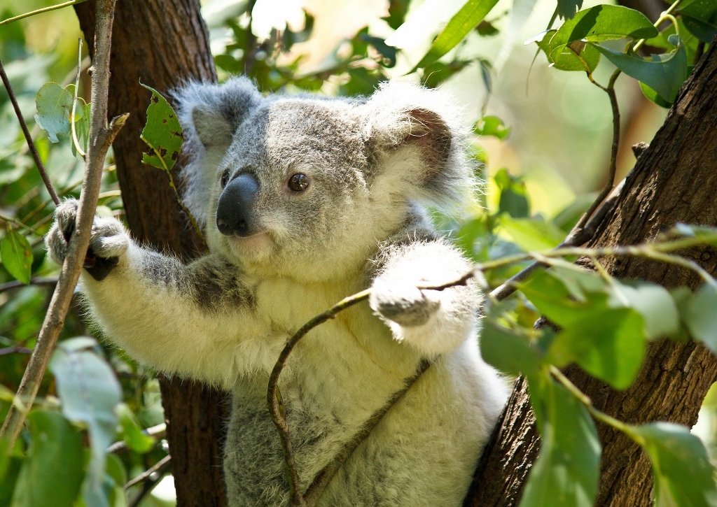 Eukalyptus, Eucalyptus, Eukalyptusbaum, Blauer Eukalyptus, Eucalyptus globulus, Koala
