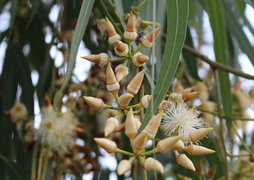 Eukalyptus, Eucalyptus, Eukalyptusbaum, Blauer Eukalyptus, Eucalyptus globulus