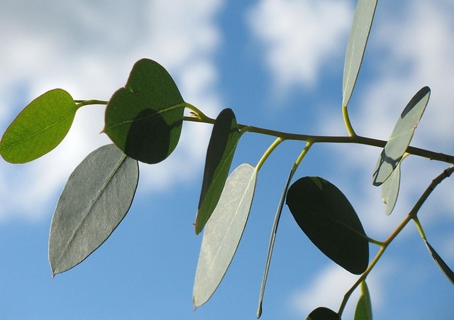 Eukalyptus, Eucalyptus, Eukalyptusbaum, Mostgummi-Eukalyptus, Eucalyptus gunnii