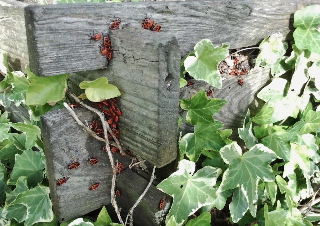 Kompost, Lattenkompost, Feuerwanzen, Pyrrhocoridae, Komposthelfer