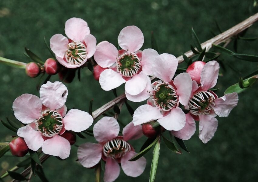 Südseemyrte, Manuka, Neuseeland-Myrte, Leptospermum, Leptospermum scoparium