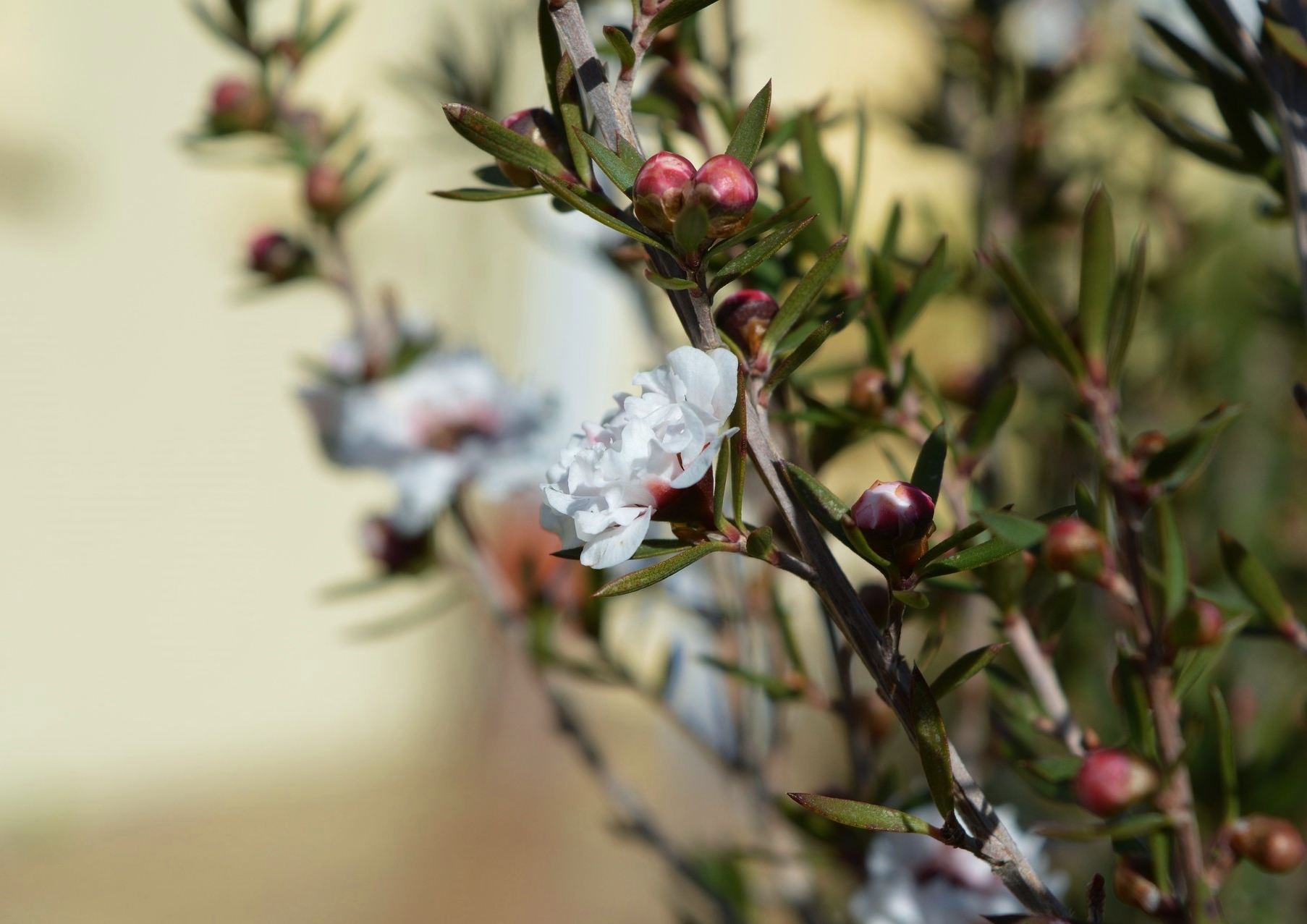 Südseemyrte, Manuka, Neuseeland-Myrte, Leptospermum, Leptospermum scoparium