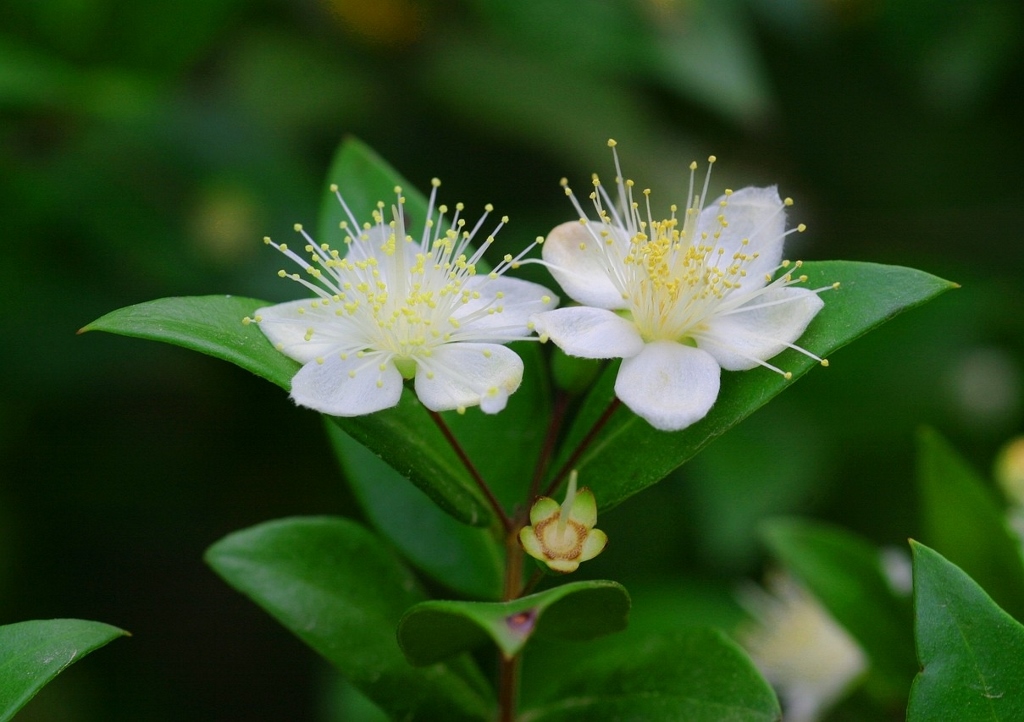 Myrte, Brautmyrte, Gemeine Myrte, Myrtus, Myrtus communis, Myrtengewächse