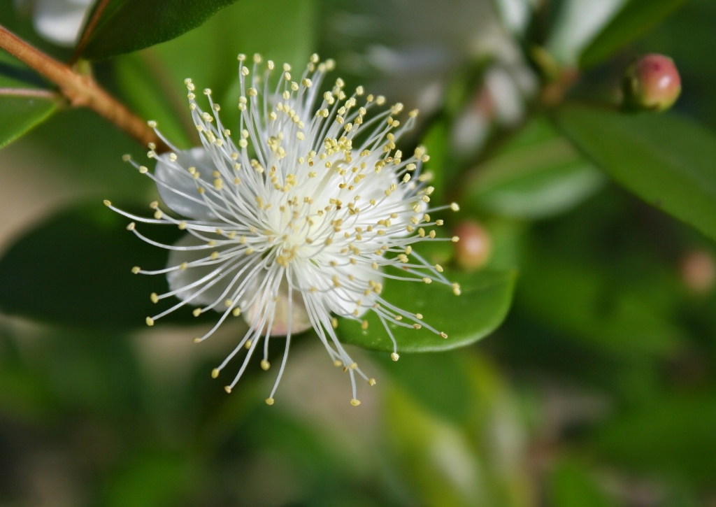 Myrte, Brautmyrte, Gemeine Myrte, Myrtus, Myrtus communis