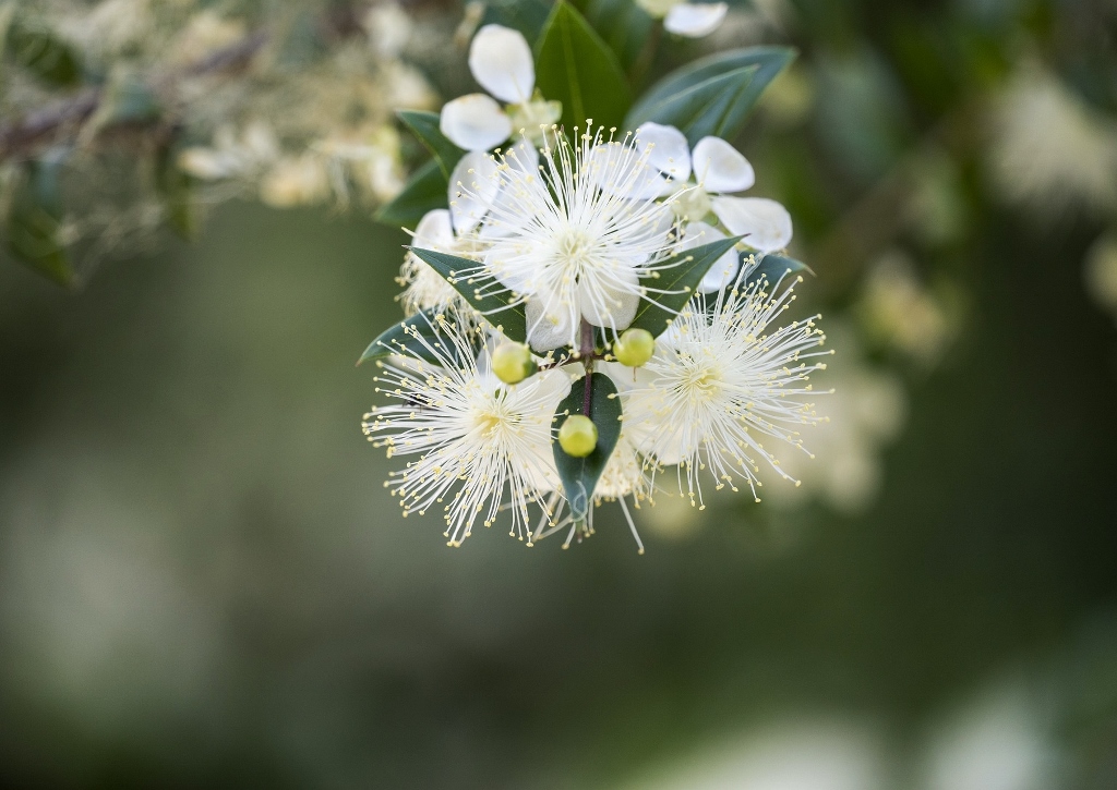 Myrte, Brautmyrte, Gemeine Myrte, Myrtus, Myrtus communis