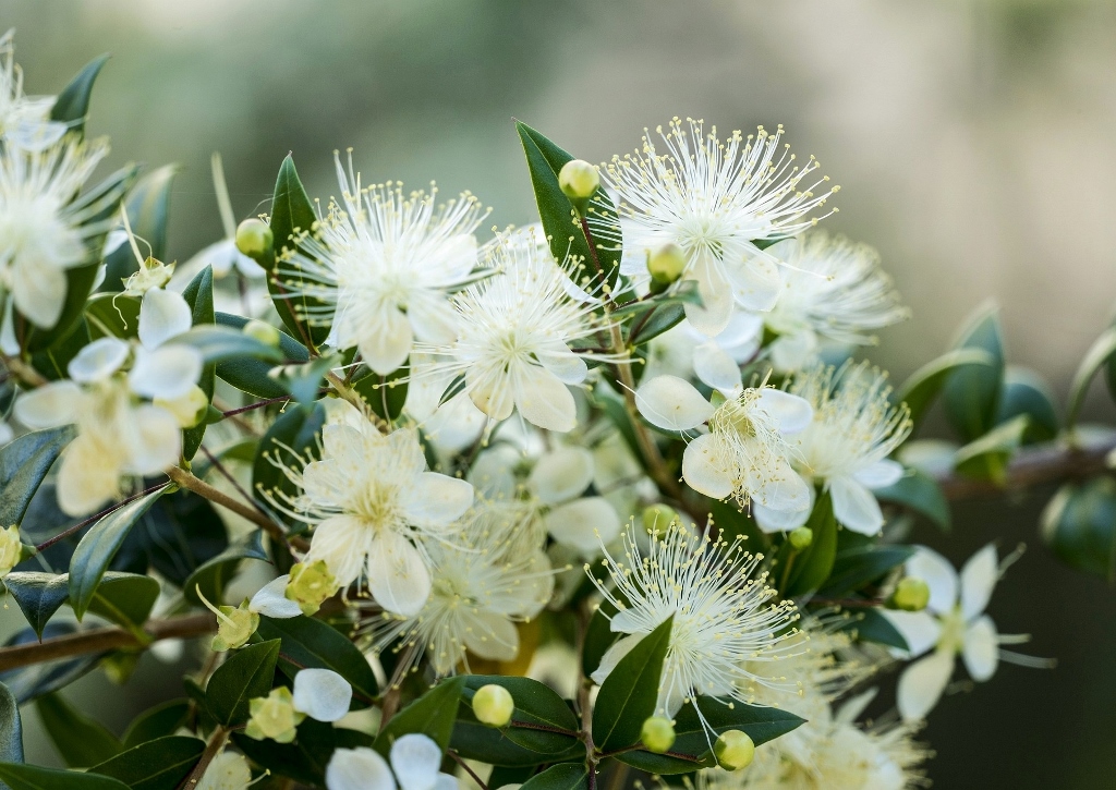 Myrte, Brautmyrte, Gemeine Myrte, Myrtus, Myrtus communis