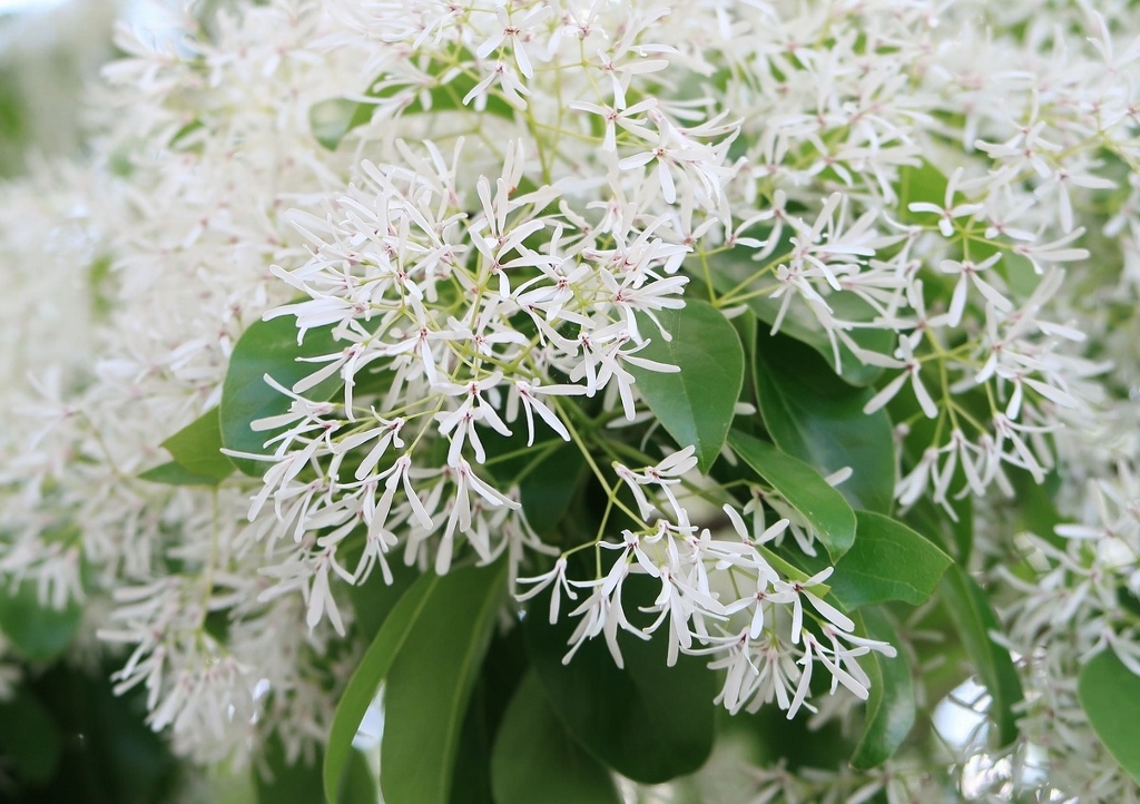 Schneebaum, Schneeflockenstrauch, Chionanthus, Chionanthus retusus, Chinesischer Schneeflockenstrauch