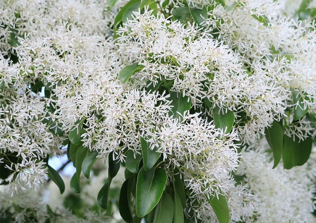 Schneebaum, Schneeflockenstrauch, Chionanthus, Chionanthus retusus, Chinesischer Schneeflockenstrauch