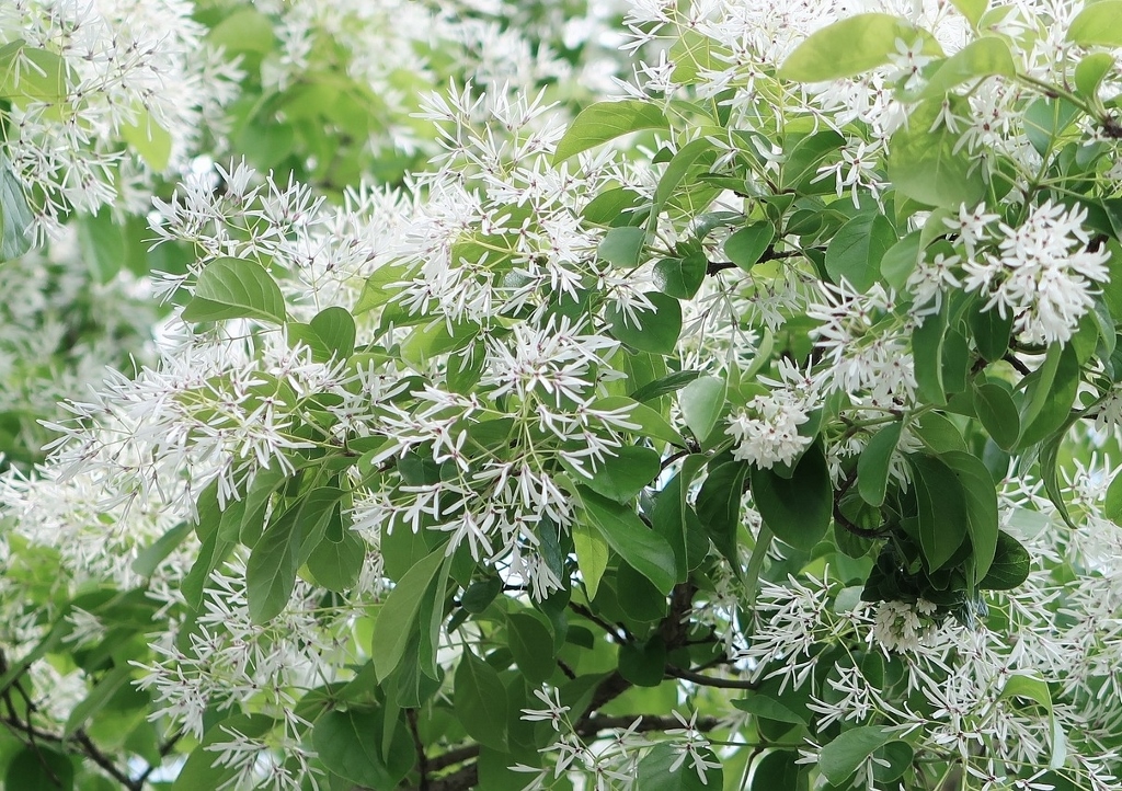 Schneebaum, Schneeflockenstrauch, Chionanthus, Chionanthus retusus, Chinesischer Schneeflockenstrauch