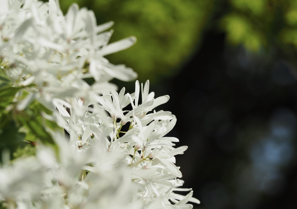 Schneebaum, Schneeflockenstrauch, Chionanthus, Chionanthus retusus, Chinesischer Schneeflockenstrauch