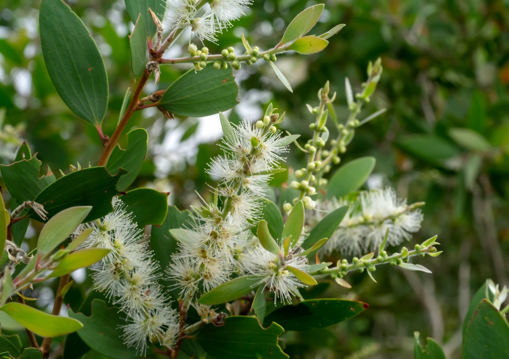 Teebaum, Myrtenheide, Melaleuca, Australischer Teebaum, Melaleuca alternifolia