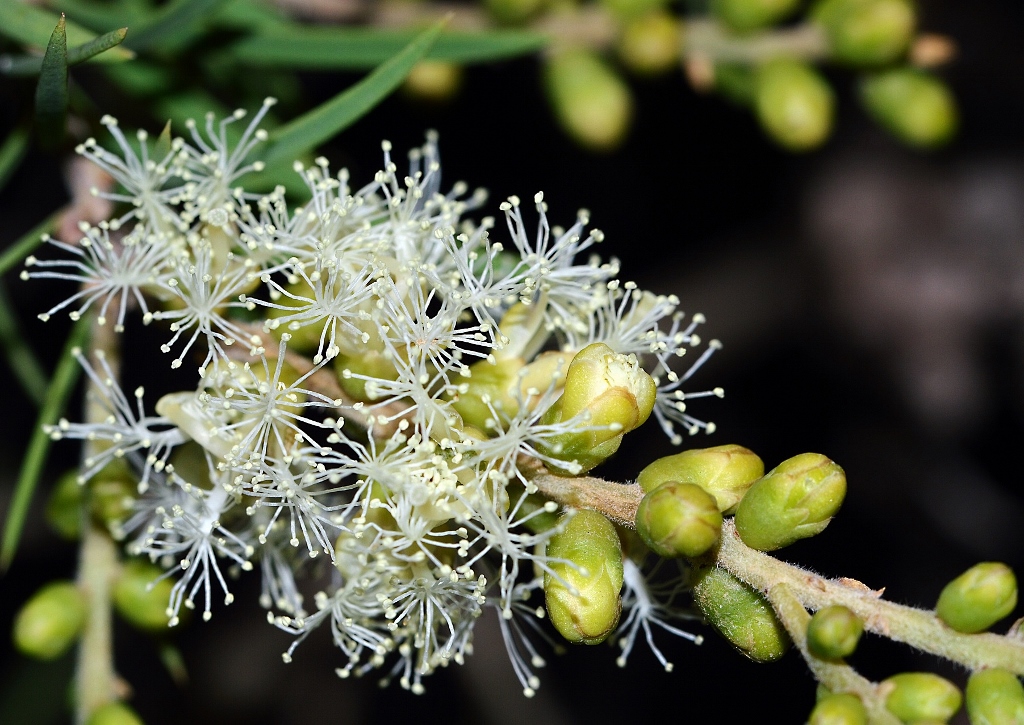 Teebaum, Melaleuca, Melaleuca squarrosa, Myrtenheide