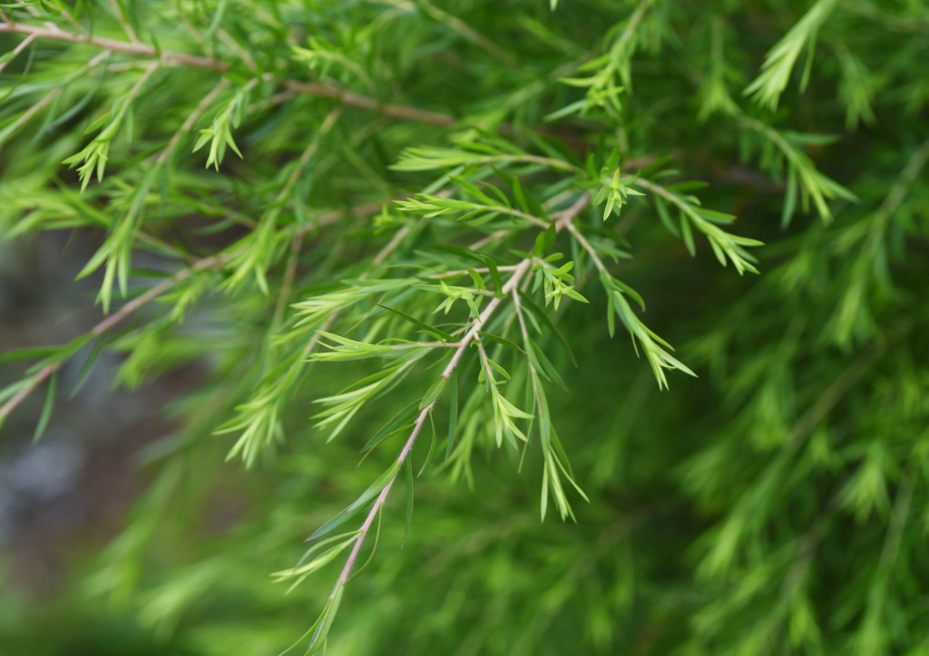 Teebaum, Myrtenheide, Melaleuca, Australischer Teebaum, Melaleuca alternifolia