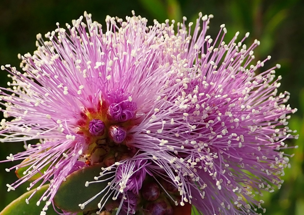 Teebaum, Myrtenheide, Melaleuca, Honigmyrte, Melaleuca nesophila