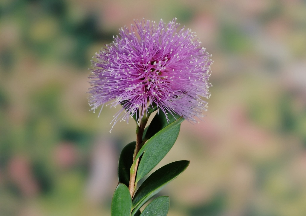 Teebaum, Myrtenheide, Melaleuca, Honigmyrte, Melaleuca nesophila