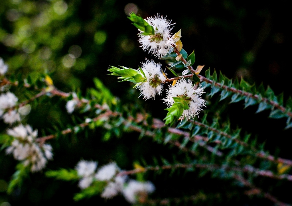 Teebaum, Myrtenheide, Melaleuca, Australischer Teebaum, Melaleuca alternifolia