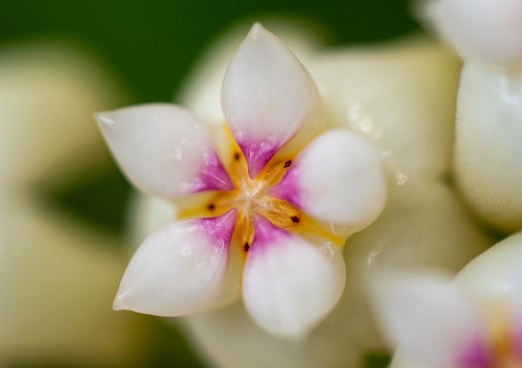 Wachsblume, Hoya, Herzblatt-Pflanze, Hoya kerrii